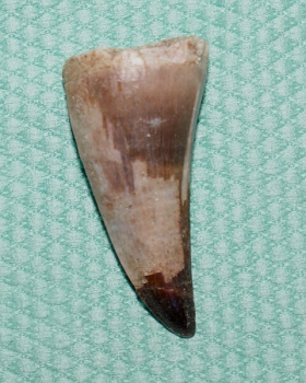 Mosasaurus